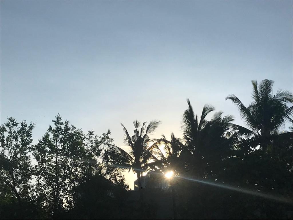 Beginning chapter of the day, sunrise over palm tress