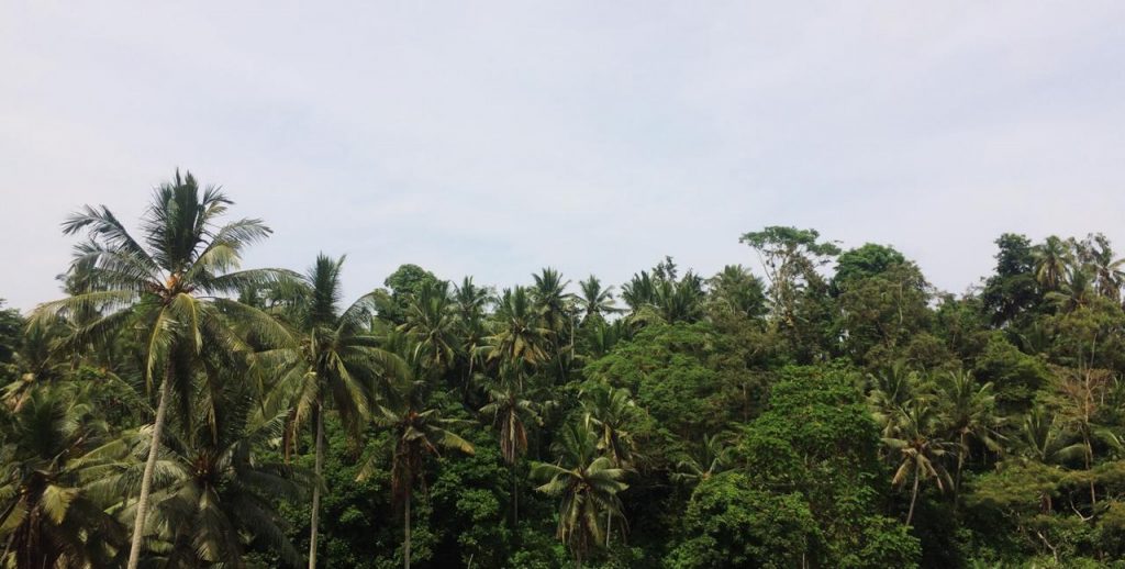 A jungle tree top landscape banner image